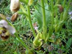 Ophrys apifera